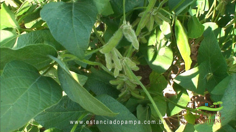 Marcello Caminha - Céu, Sol, Sul, Terra e Cor VDownloader.00_01_31_07.Quadro008_b39ba08116fba6bd0926d4e1f92bb75a49000edd.jpg